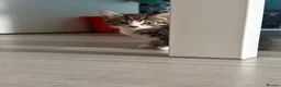 Siberian cats for sale: Beautiful Siberian x kittens  - Advert 13