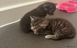 Bengal cats for sale: 4 beautiful part bengal kittens  - Image 17