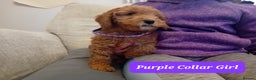 Goldendoodle dogs for sale: Goldendoodle puppies - Advert 15