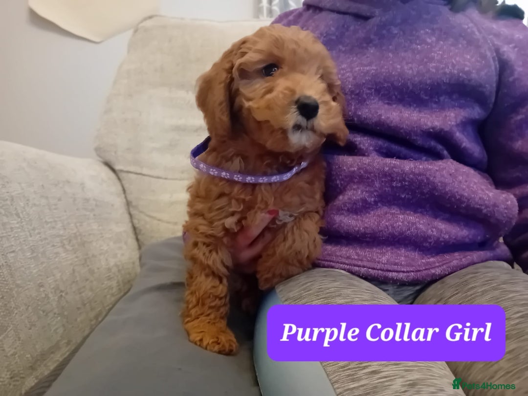 Goldendoodle dogs for sale: Goldendoodle puppies - Advert 15
