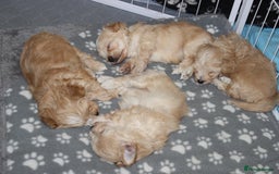 Maltipoo dogs for sale: Expecting F1 small Maltipoo puppies - Image 13