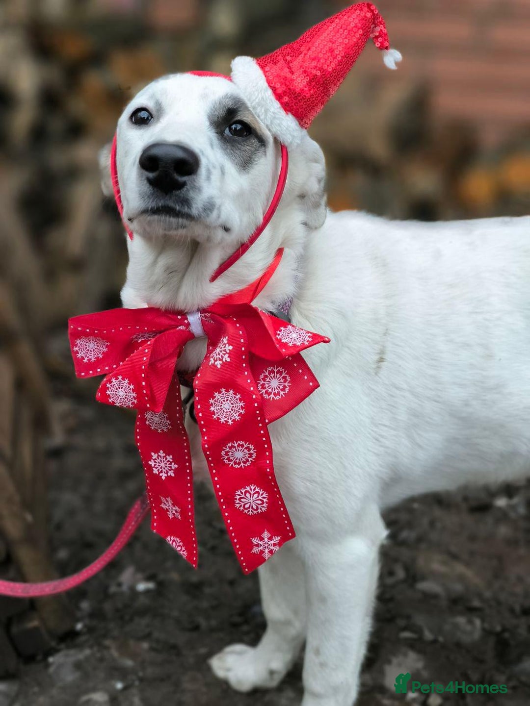 Mixed Breed dogs for adoption: 💖🐶 PLIAMKA 🐶💖 - Advert 5