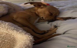 Chiweenie dogs for sale: Puppy  - Image 1