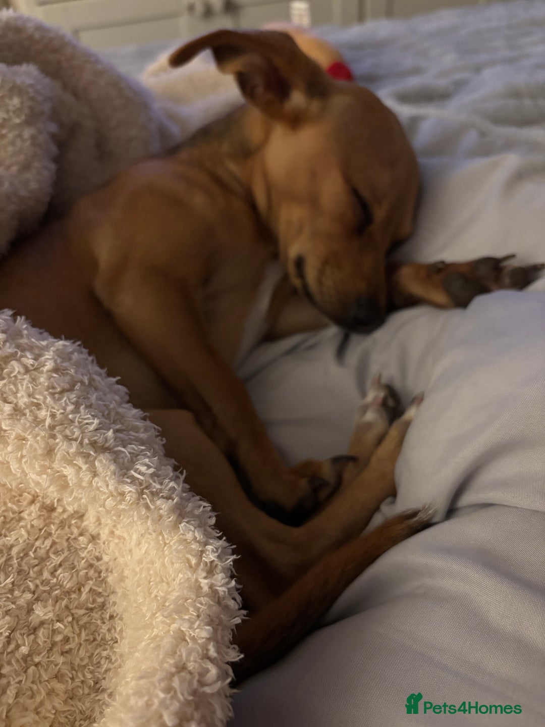 Chiweenie dogs for sale: Puppy  - Image 1