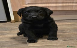 Labrador Retriever dogs for sale: KC Reg Fully Health Tested Black Labrador Puppies - Image 5