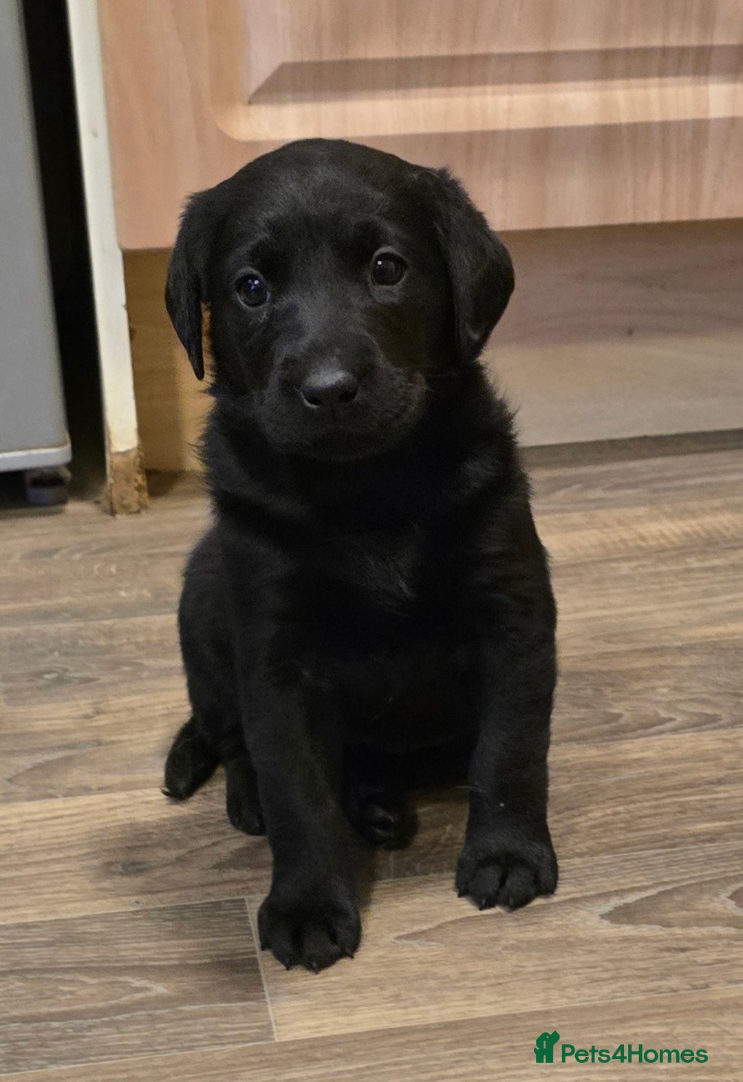 Labrador Retriever dogs for sale: KC Reg Fully Health Tested Black Labrador Puppies - Image 5