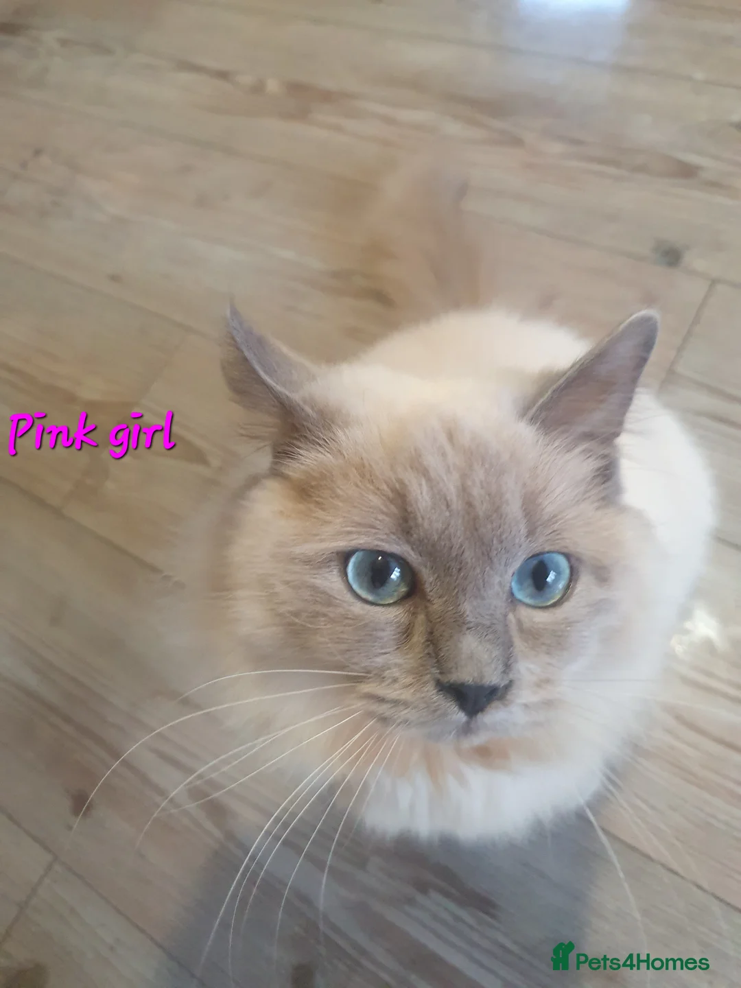 Ragdoll cats for sale: Sweet&Playful ragdolls - Advert 17