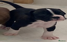 Boxer dogs for sale: Kc Boxer puppy’s bobtail and long licensed breeder - Image 6