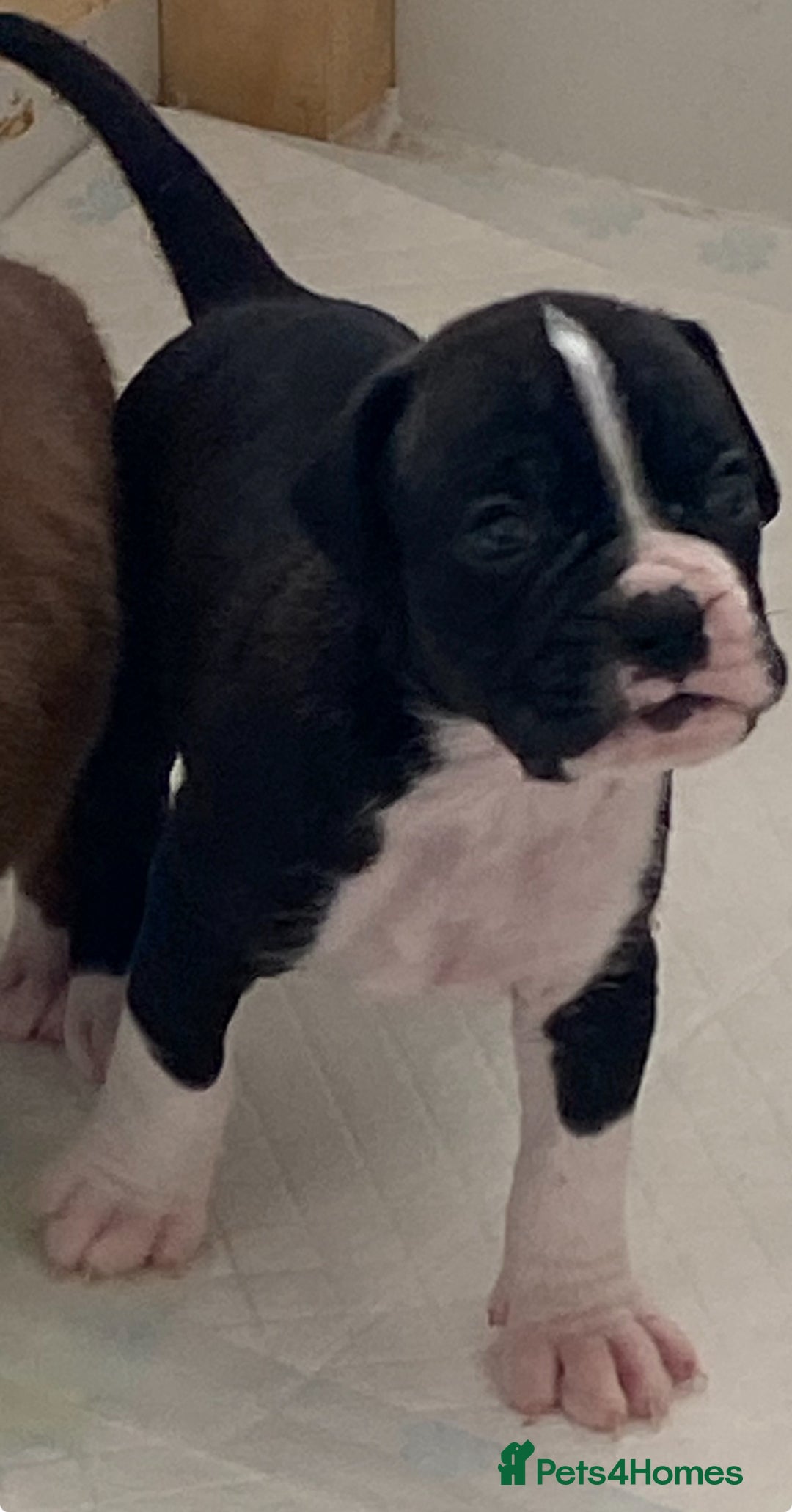 Boxer dogs for sale: Kc Boxer puppy’s bobtail and long licensed breeder - Image 6