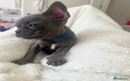 French Bulldog dogs for sale: REDUCED & READY TO LEAVE 1BOY LEFT French bulldog - Image 7