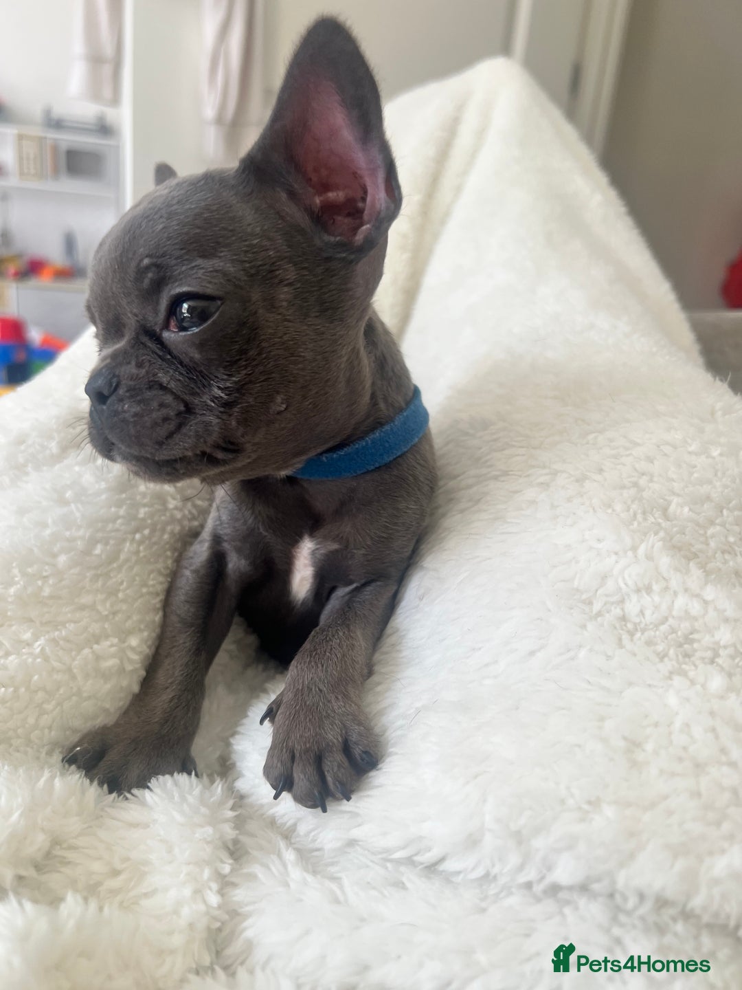 French Bulldog dogs for sale: REDUCED & READY TO LEAVE 1BOY LEFT French bulldog - Image 7