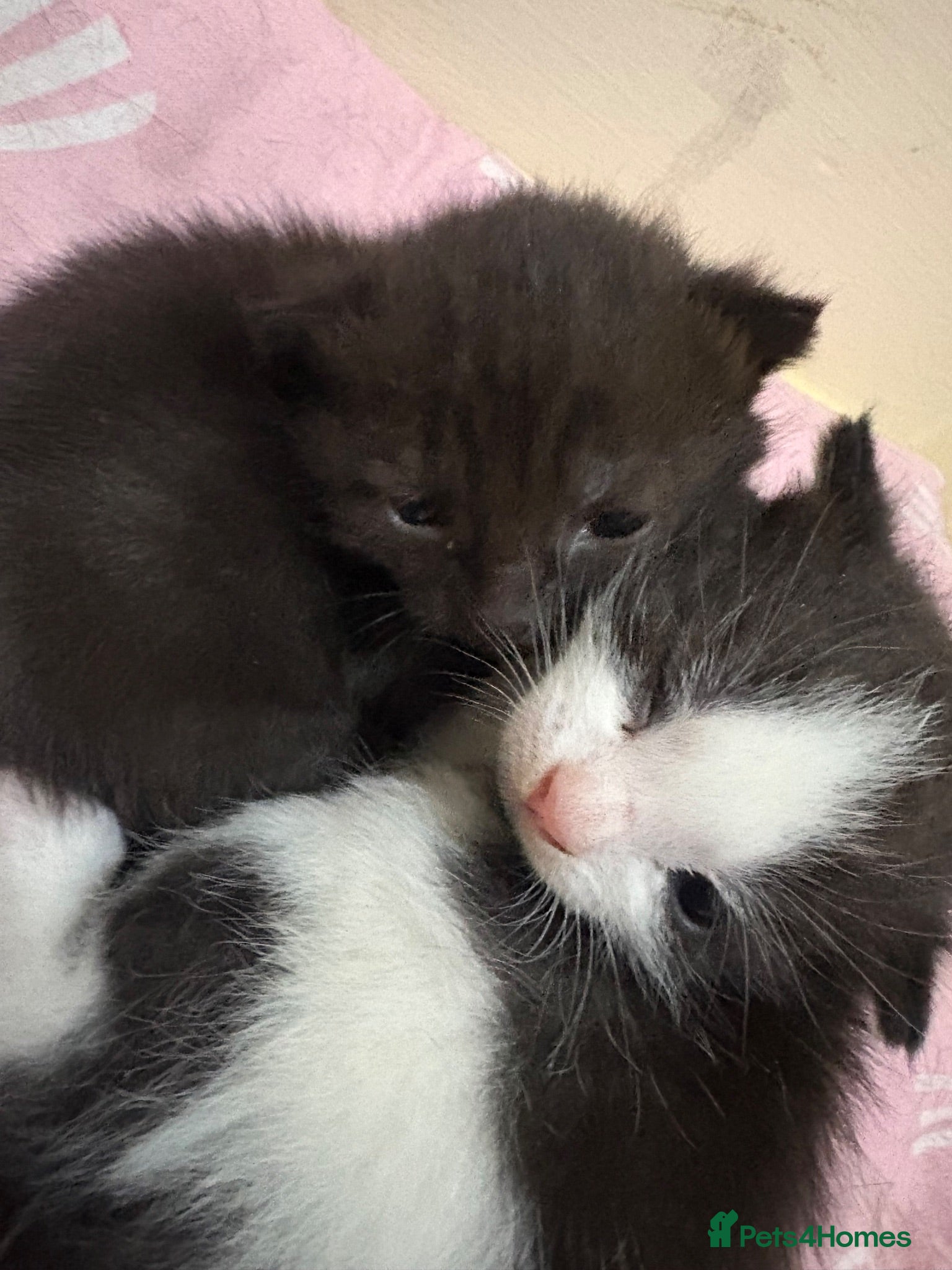 Mixed Breed cats Beautiful kittens🤍 - Advert 3