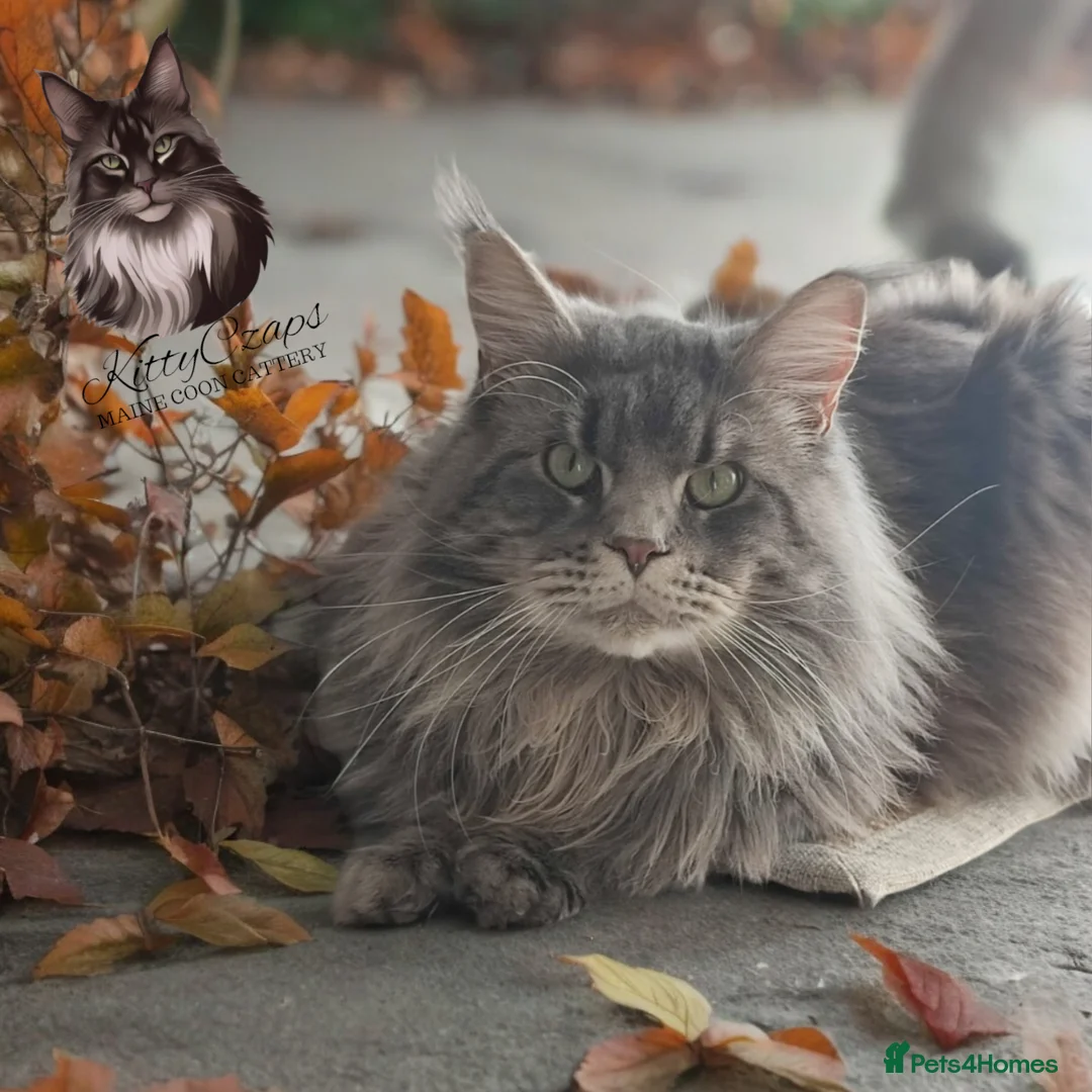 Maine Coon cats for stud: 🔥Beautiful stud Maine Coon ❤️ in Northampton - Advert 5