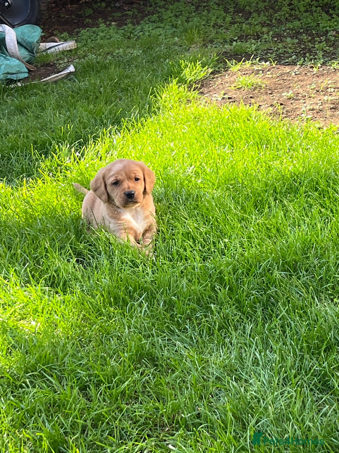 Mixed Breed dogs for sale: Sprockerdor puppies for sale - Image 1