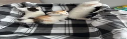 Mixed Breed cats for sale: Kittens  - Advert 7
