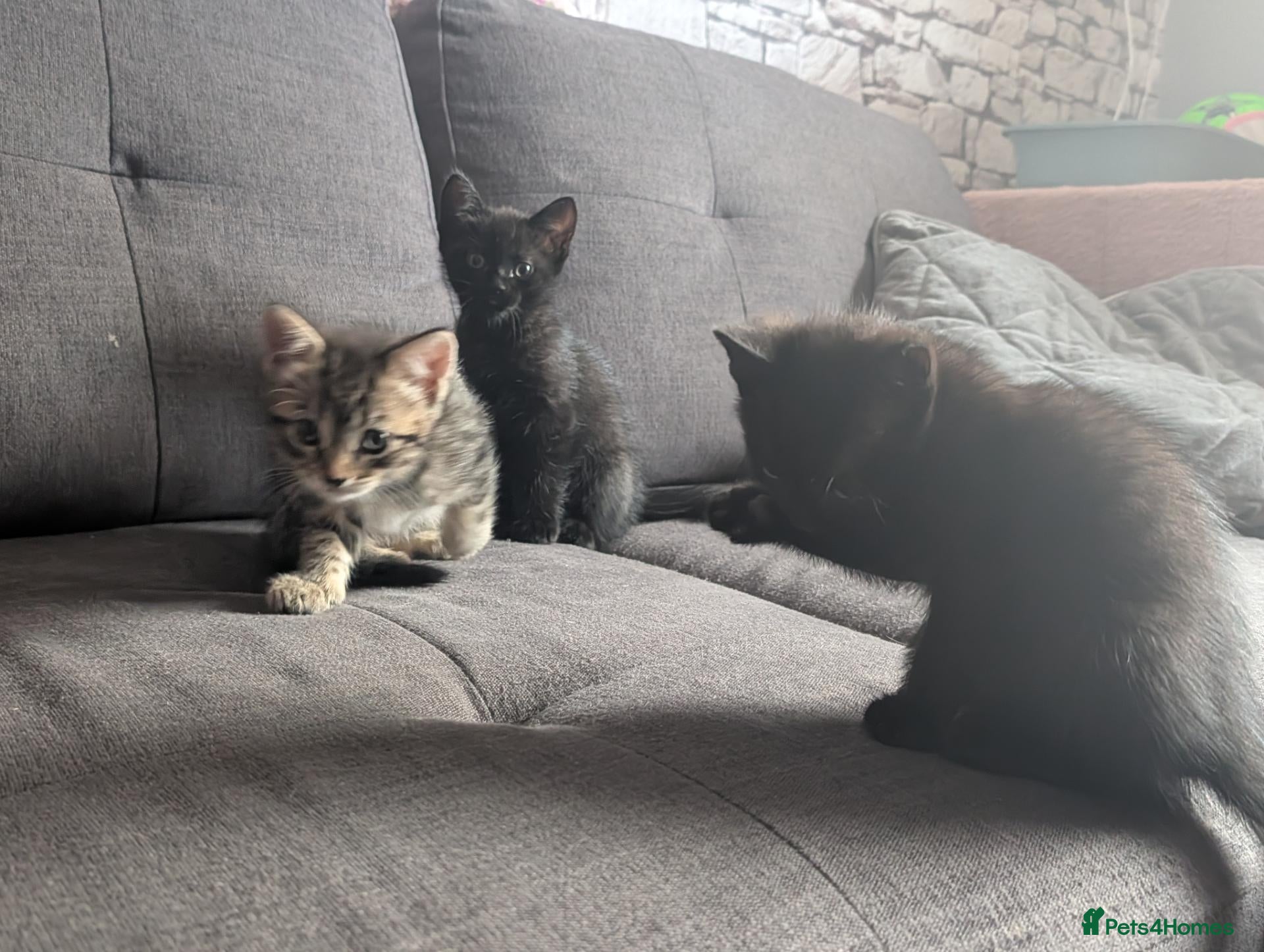 Mixed Breed cats 2 gorgeous black kittens available  - Advert 4