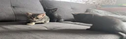 Mixed Breed cats for sale: 2 gorgeous black kittens available  - Advert 1