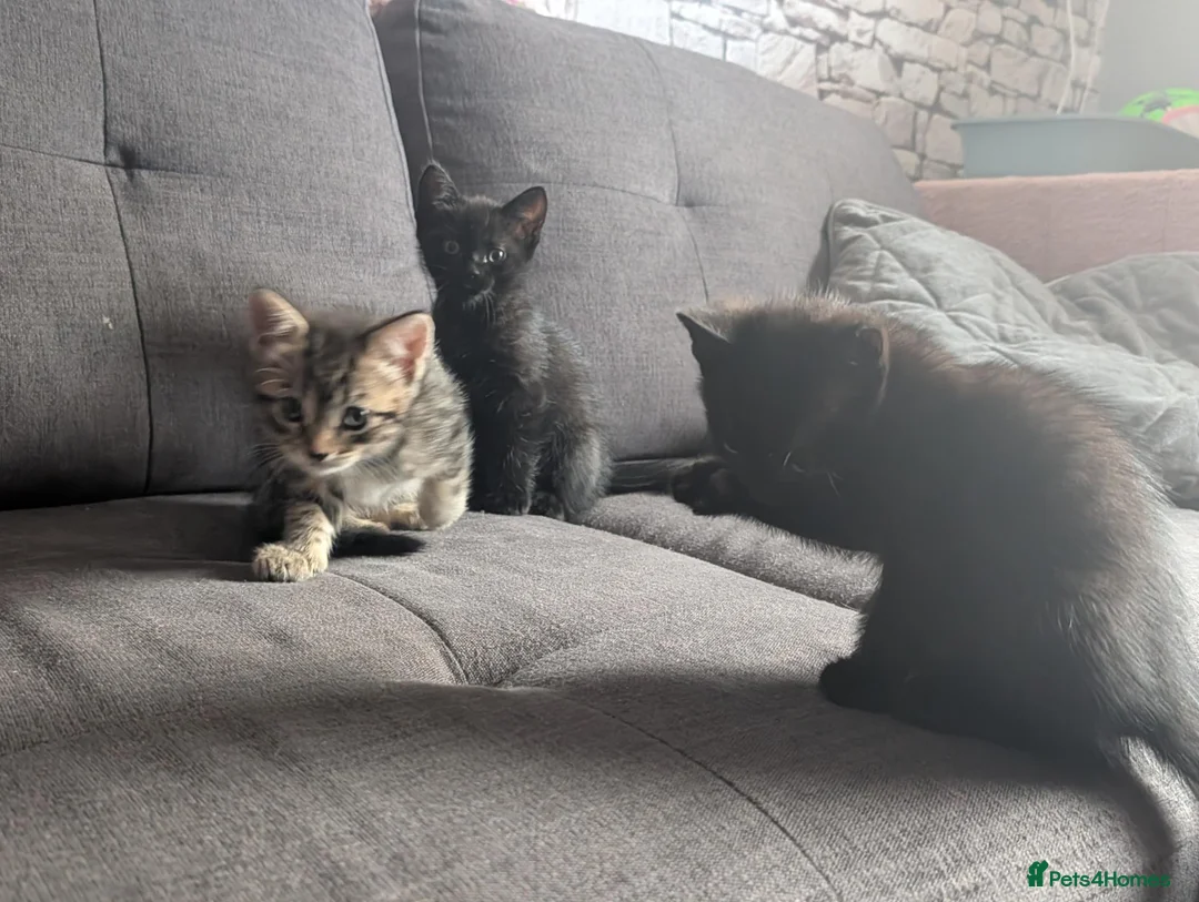 Mixed Breed cats for sale: 2 gorgeous black kittens available  - Advert 1