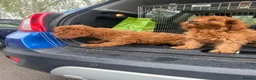 Cavapoo dogs for sale: cavapoo puppies  in Reading - Advert 9