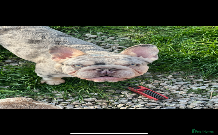 French Bulldog dogs - Advert 2