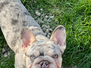 French Bulldog dogs - Advert 3