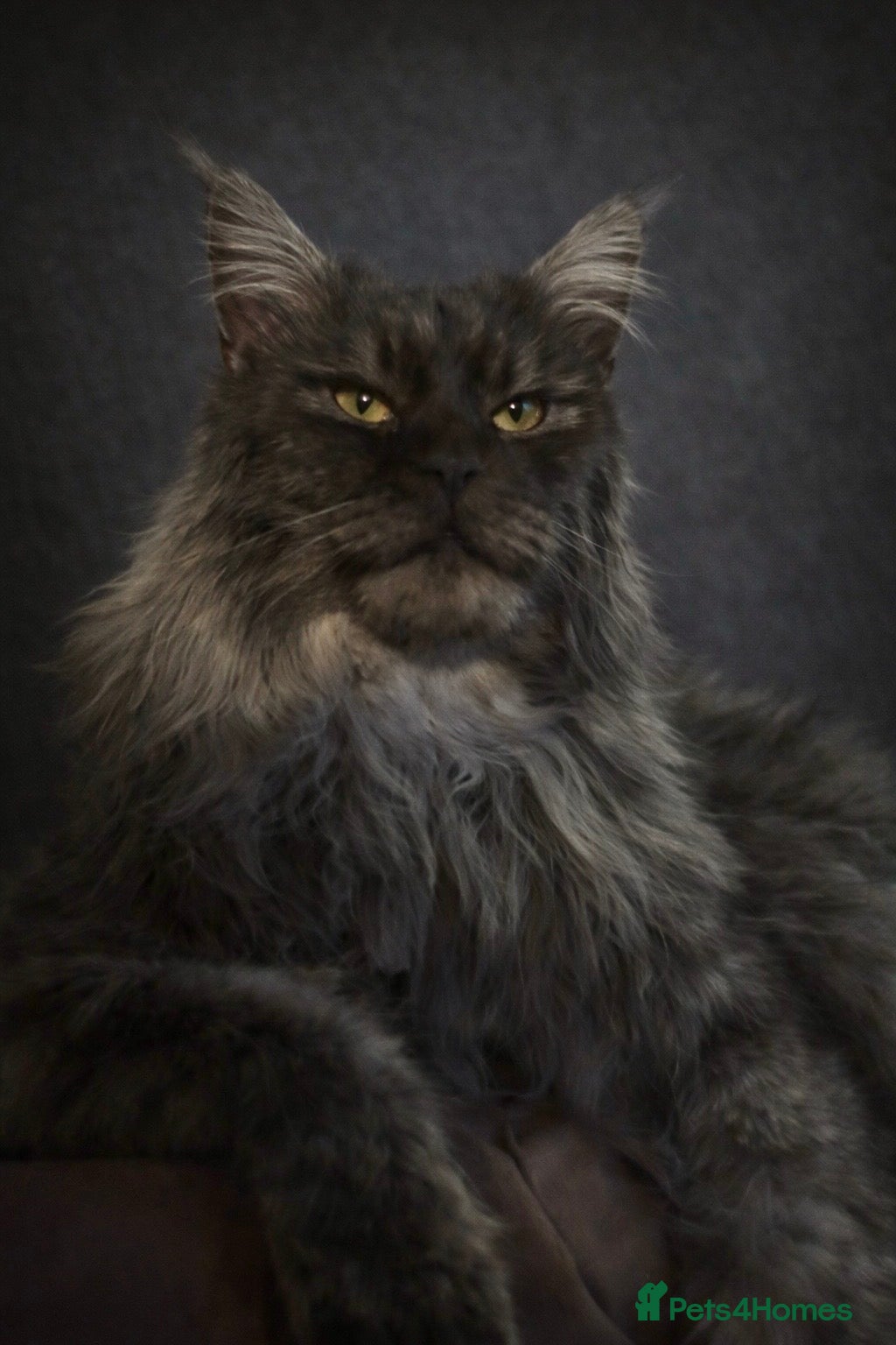 Maine Coon cats 4th Gen Maine Coon Stud – Black Smoke - Advert 10