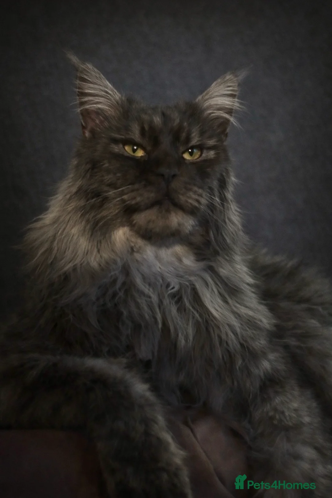 Maine Coon cats for stud: 4th Gen Maine Coon Stud – Black Smoke - Advert 1