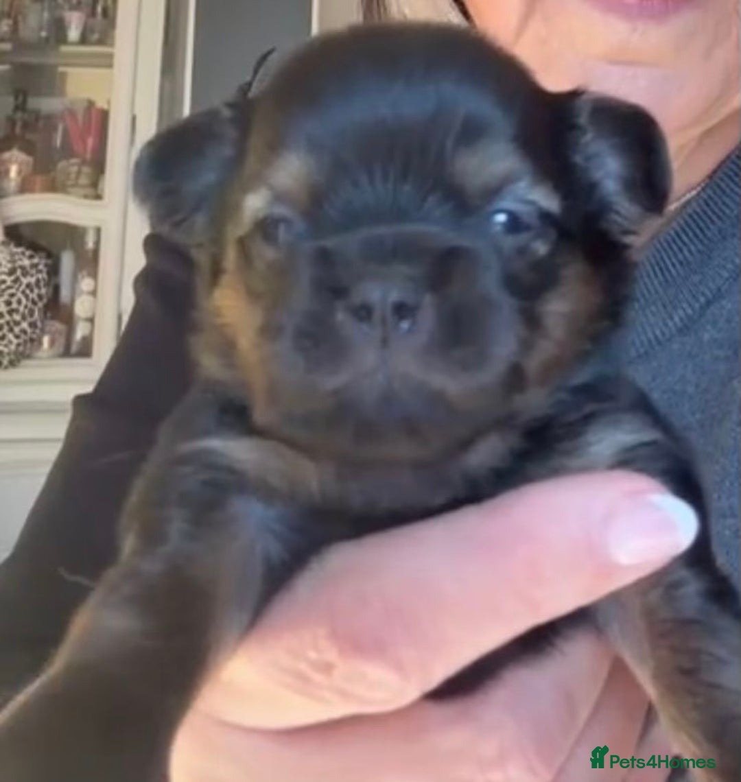 Pomchi dogs for sale: Beautiful litter of Pomchi - Advert 2
