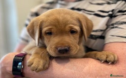 Labrador Retriever dogs for sale: REDUCED! FTCH sired KC fully health tested - Image 1