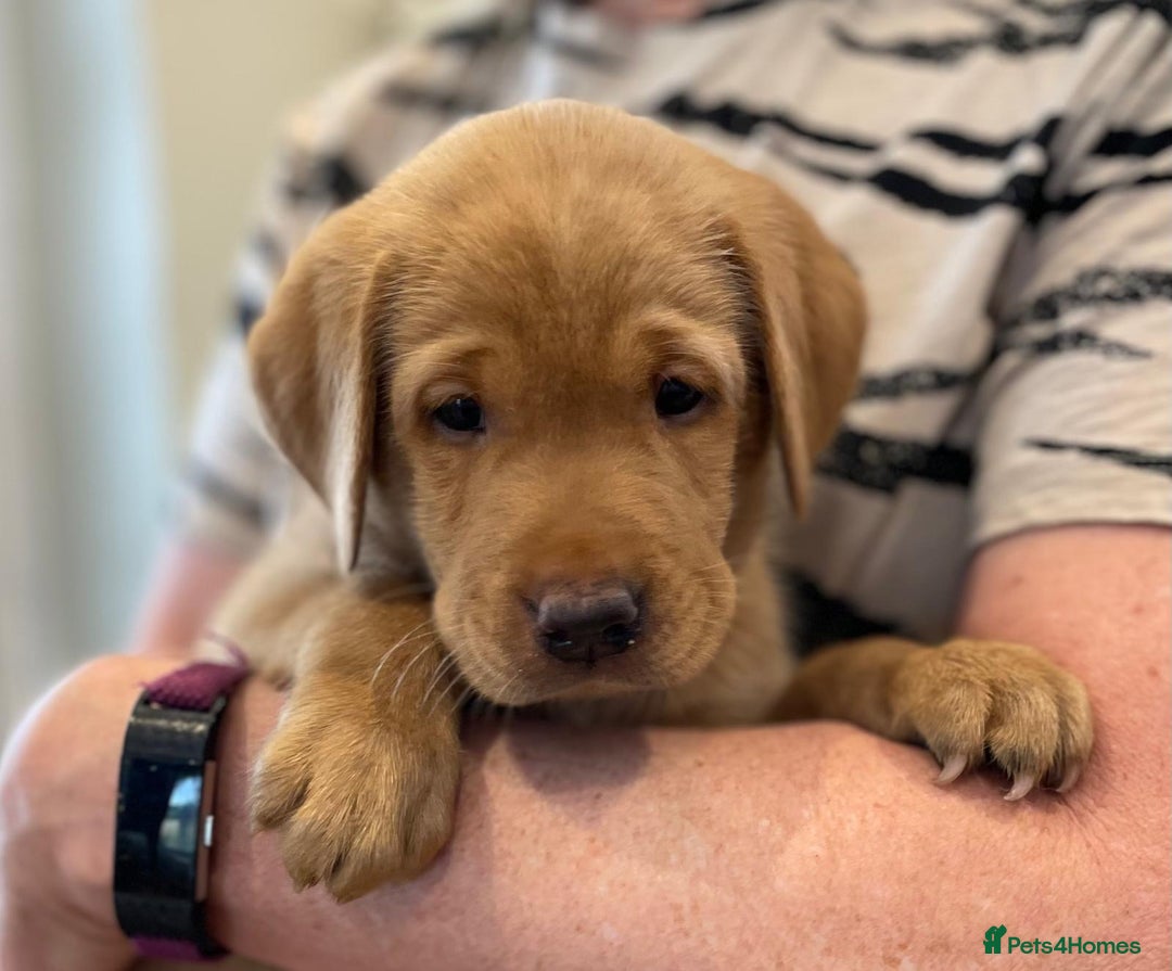 Labrador Retriever dogs for sale: REDUCED! FTCH sired KC fully health tested - Image 1