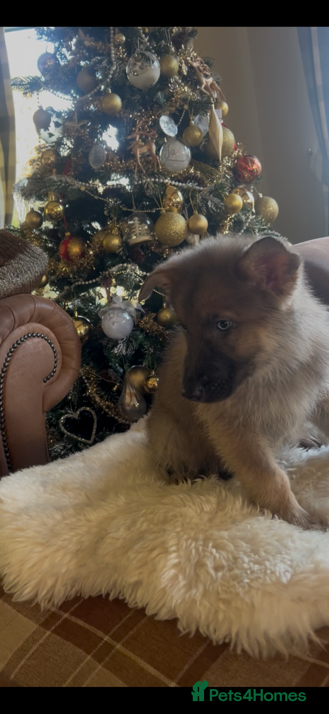 German Shepherd dogs for sale: German shepherd puppies  - Advert 4