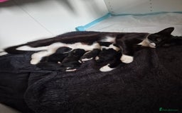 Mixed Breed cats for sale: 5 Gorgeous Tuxedo Kittens - Image 13
