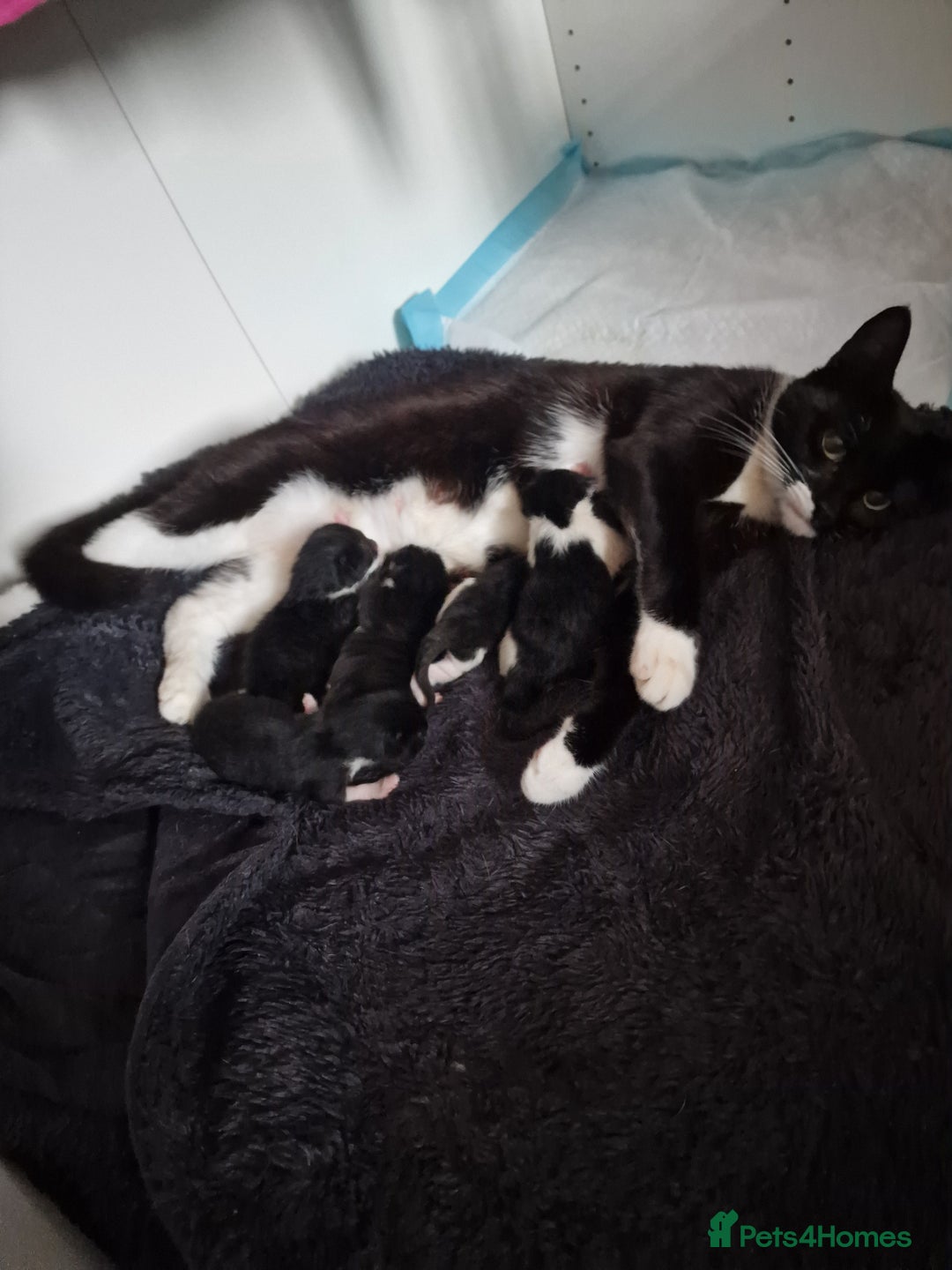 Mixed Breed cats for sale: 5 Gorgeous Tuxedo Kittens - Image 13