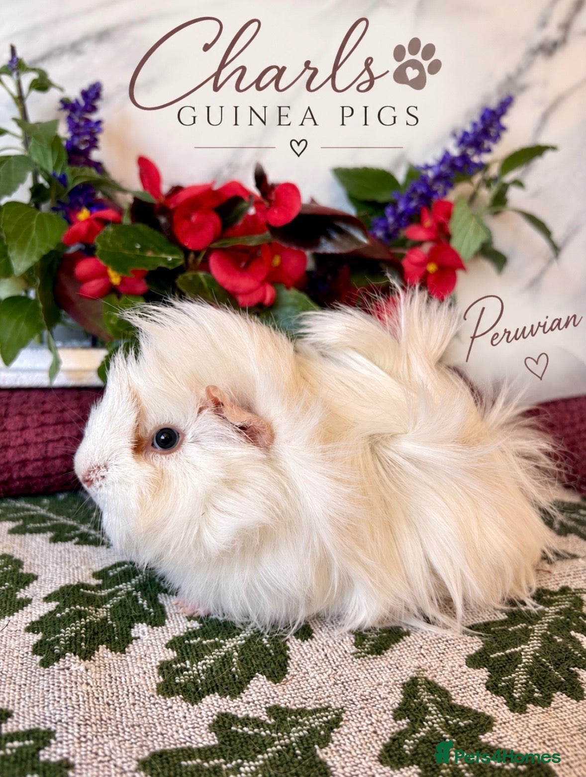 Guinea Pig rodents Our last 4 beautiful girls are Available 🐹💕 - Advert 1