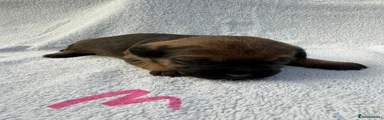 Border Terrier Puppy 2