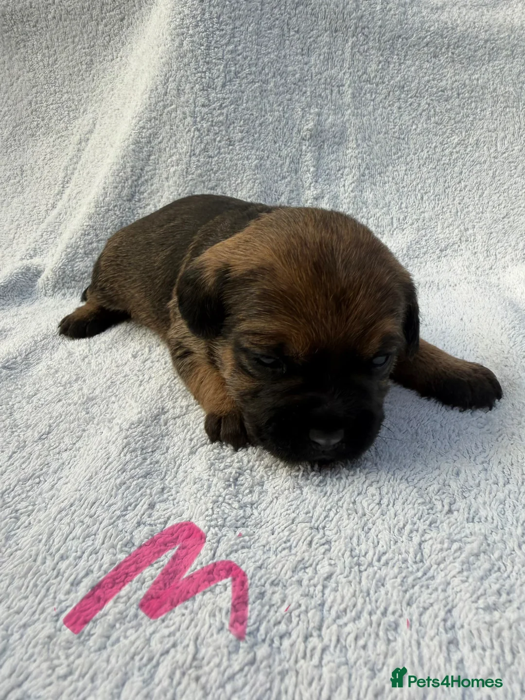 Border Terrier dogs for sale: K.C registered border terrier puppies - Advert 2
