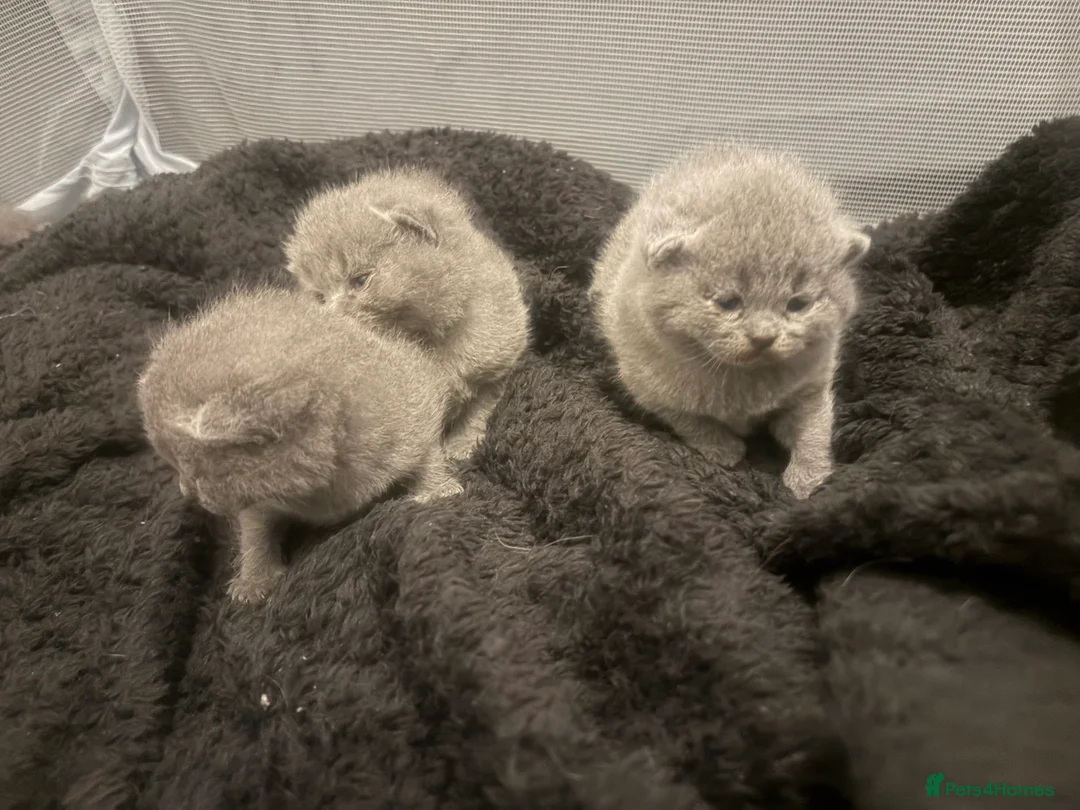 British Shorthair cats for sale: 5 Blue British shorthair kittens  - Advert 15