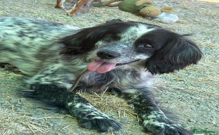 Cocker Spaniel dogs - Advert 1