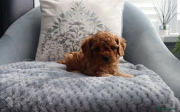 Cavapoochon dogs for sale: Beautiful Cavapoochons looking for forever homes - Image 4