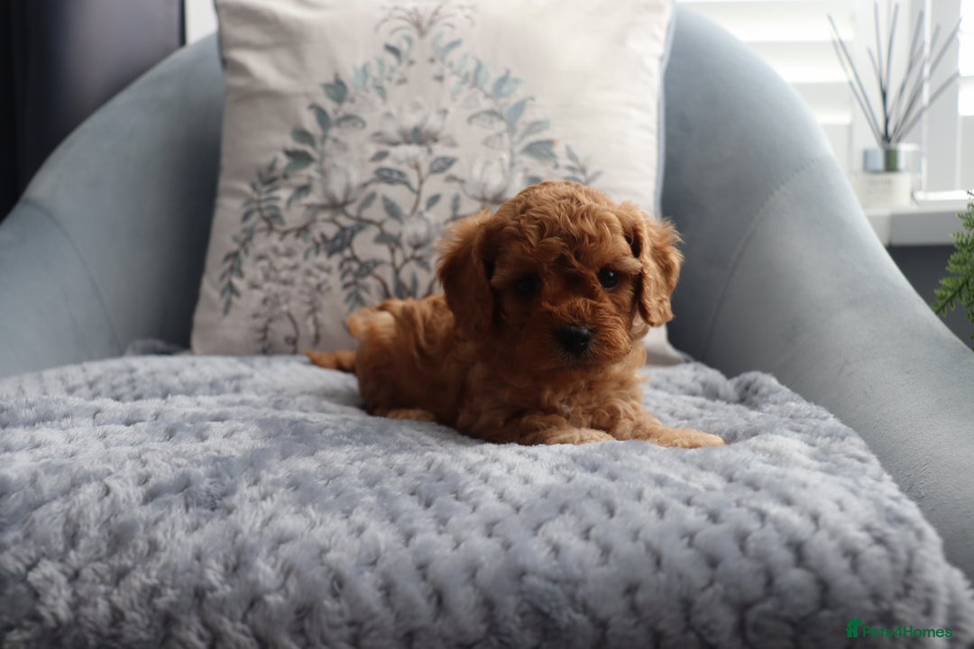 Cavapoochon dogs for sale: Beautiful Cavapoochons looking for forever homes - Image 4