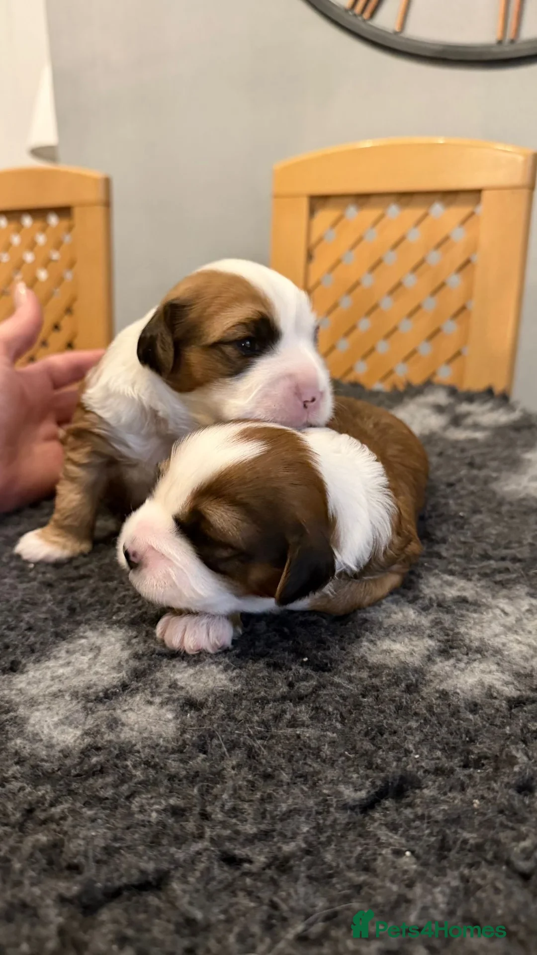 Tibetan Terrier dogs for sale: Kennel club registered Tibetan terrier puppies  - Advert 5