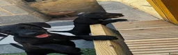 Patterdale Terrier dogs for sale: Fell terriers  - Advert 5