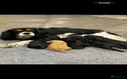 Cavapoo dogs for sale: Waiting list open for cavapoo puppies  - Image 8