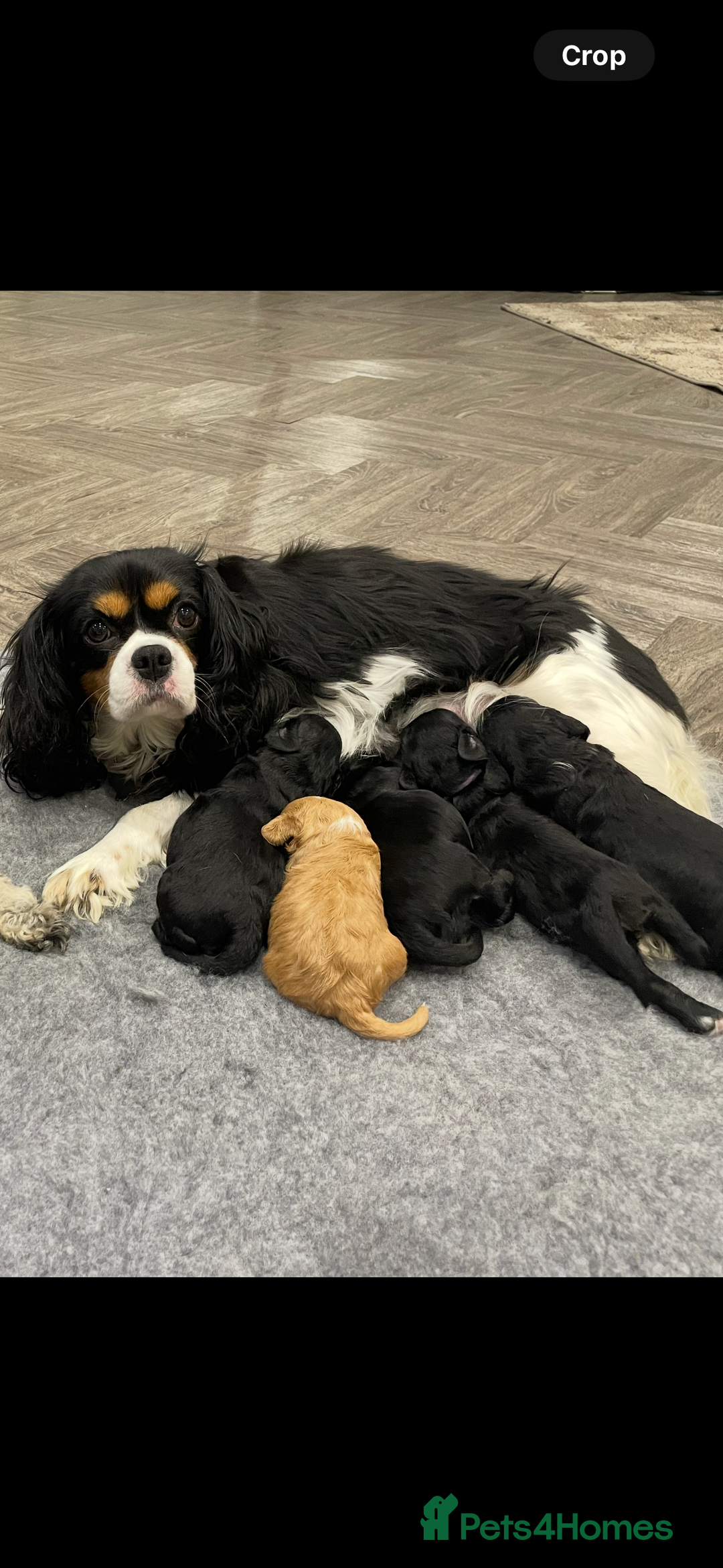 Cavapoo dogs for sale: Waiting list open for cavapoo puppies  - Image 8