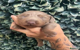 Miniature Dachshund dogs for sale: Long haired Isabella and tan miniature dachshund  - Image 21