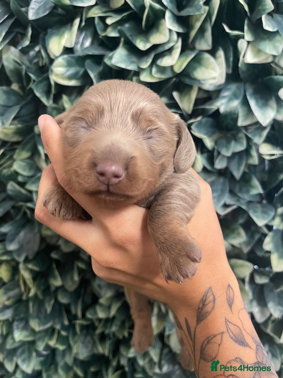 Miniature Dachshund dogs for sale: Long haired Isabella and tan miniature dachshund  - Image 21