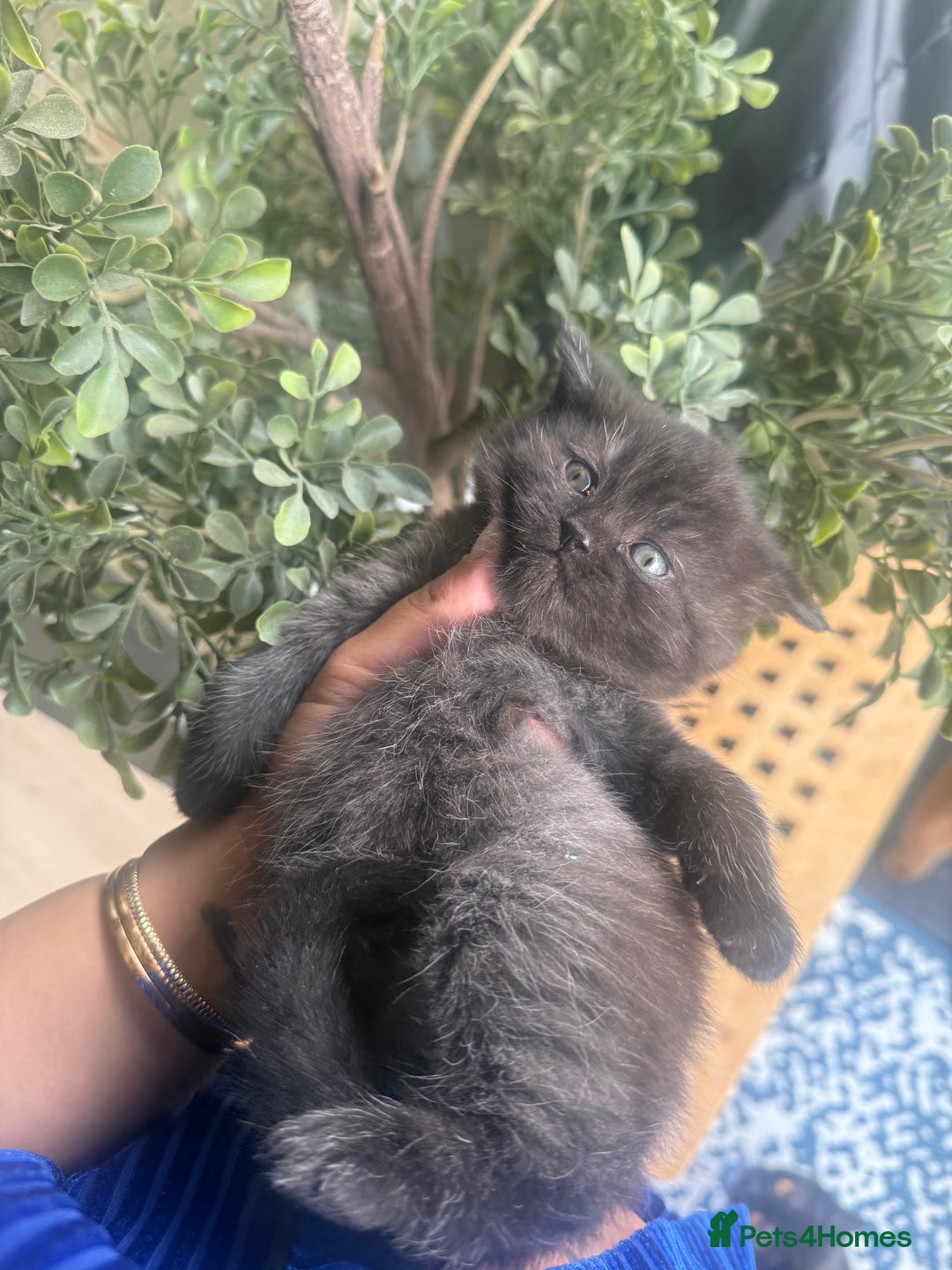 British Shorthair cats for sale: British rainbow shorthair kittens - Image 19
