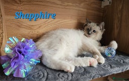 Ragdoll cats for sale: Only 2 girls left,Champion blood, TICA kittens in Nelson - Image 9