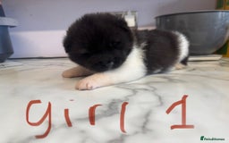 Akita dogs for sale: Bear face American akita puppy for sale  - Image 4