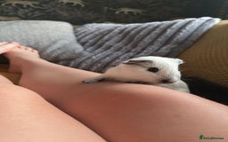Guinea Pig rodents for sale: Young guinea pig brothers looking for a new home - Image 6